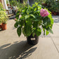 Tropical Hydrangea