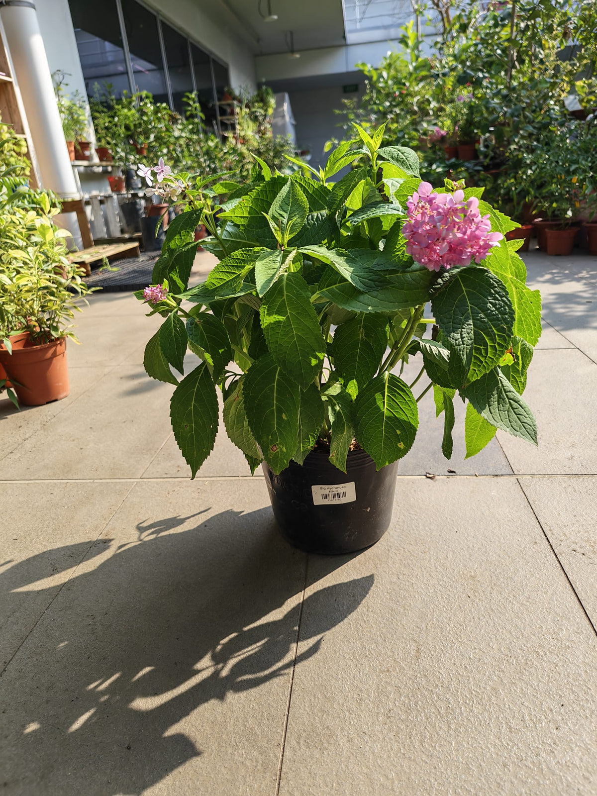Tropical Hydrangea