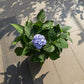 Tropical Hydrangea