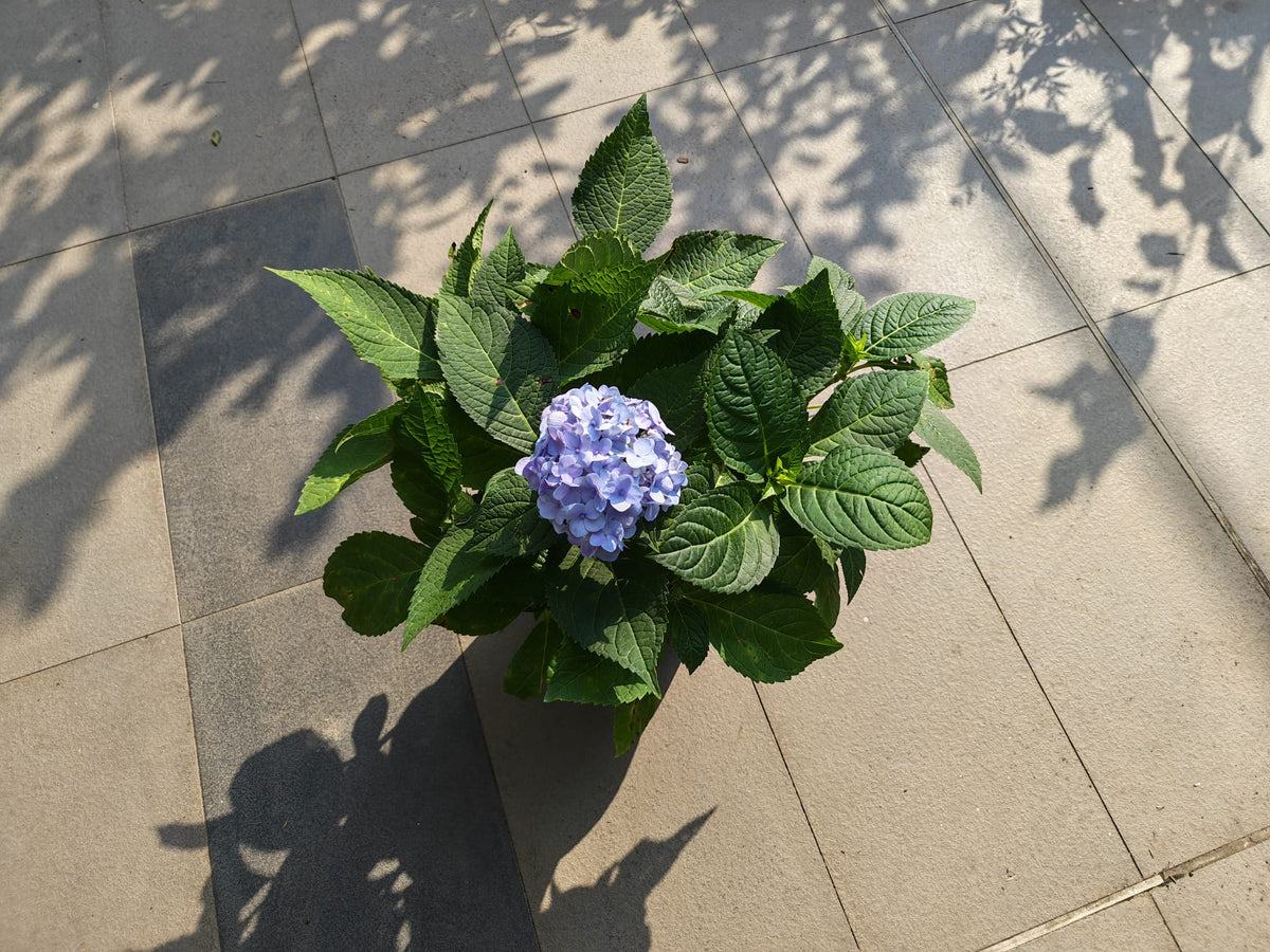 Tropical Hydrangea