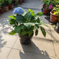 Tropical Hydrangea