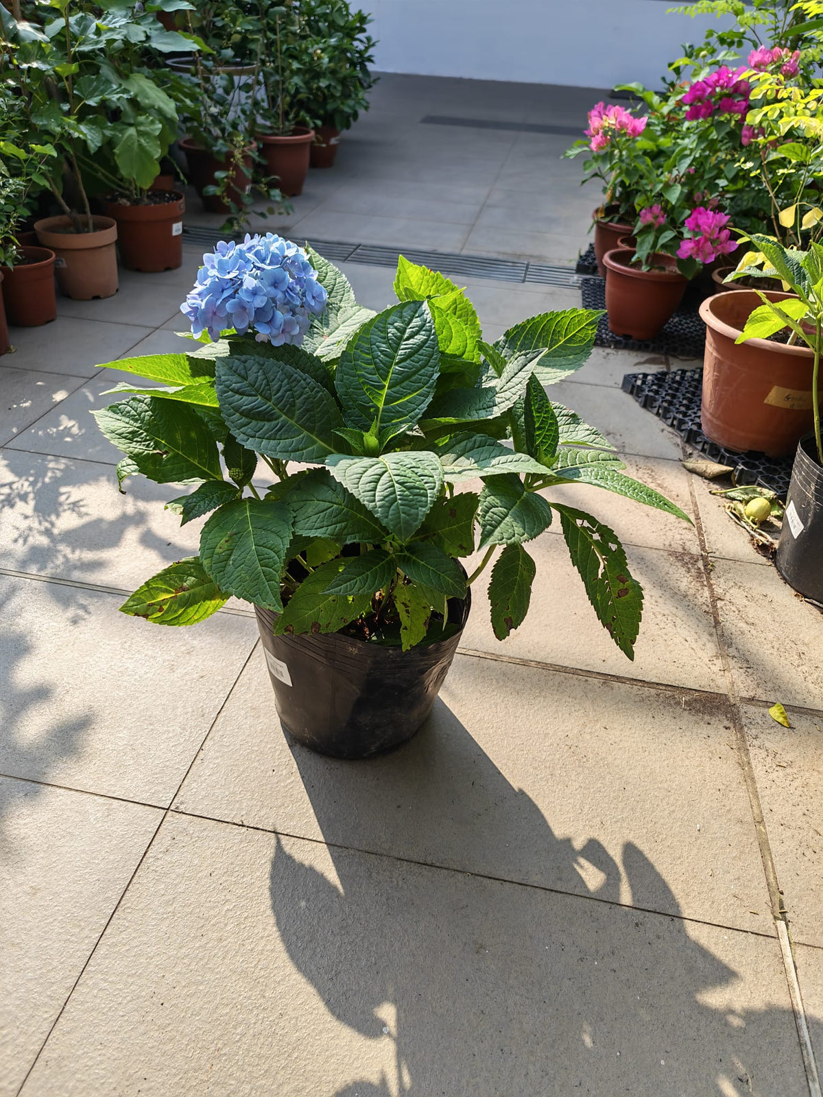 Tropical Hydrangea