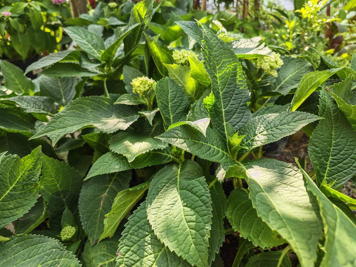 Tropical Hydrangea