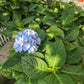 Tropical Hydrangea