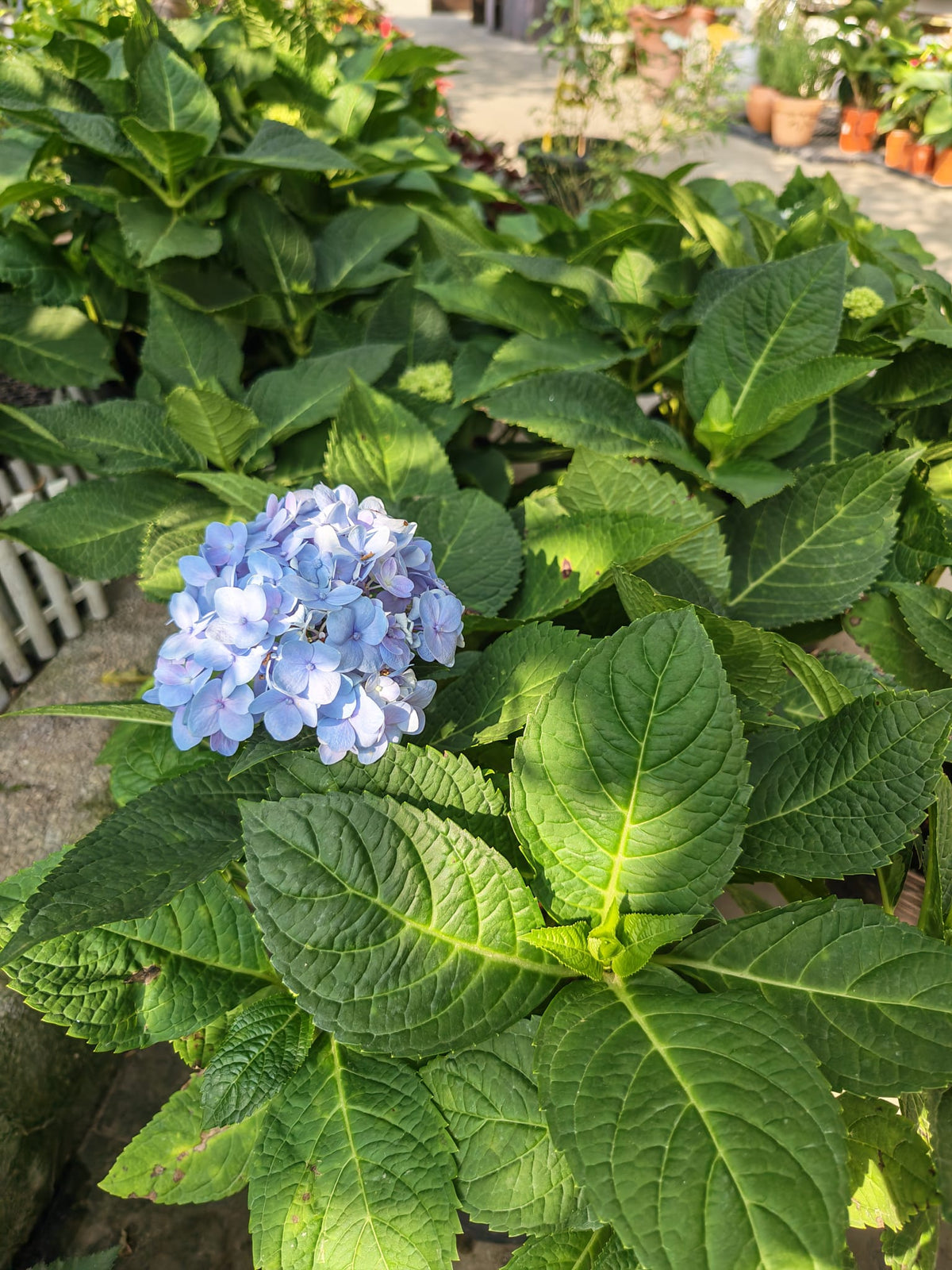 Tropical Hydrangea