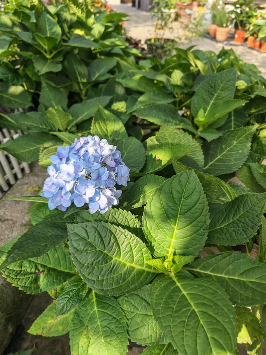 Tropical Hydrangea