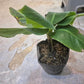 Banana tree