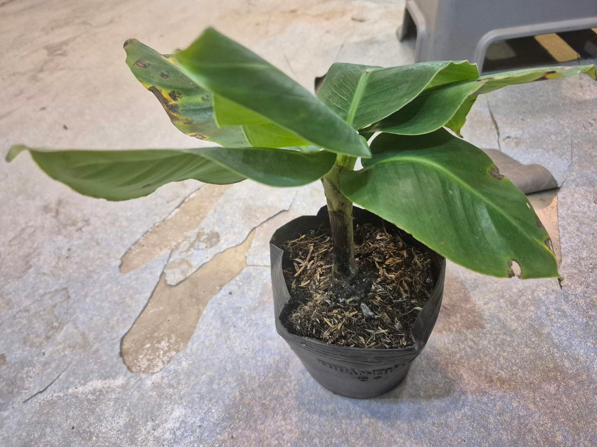 Banana tree