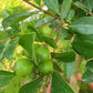 Cherry/Strawberry Guava