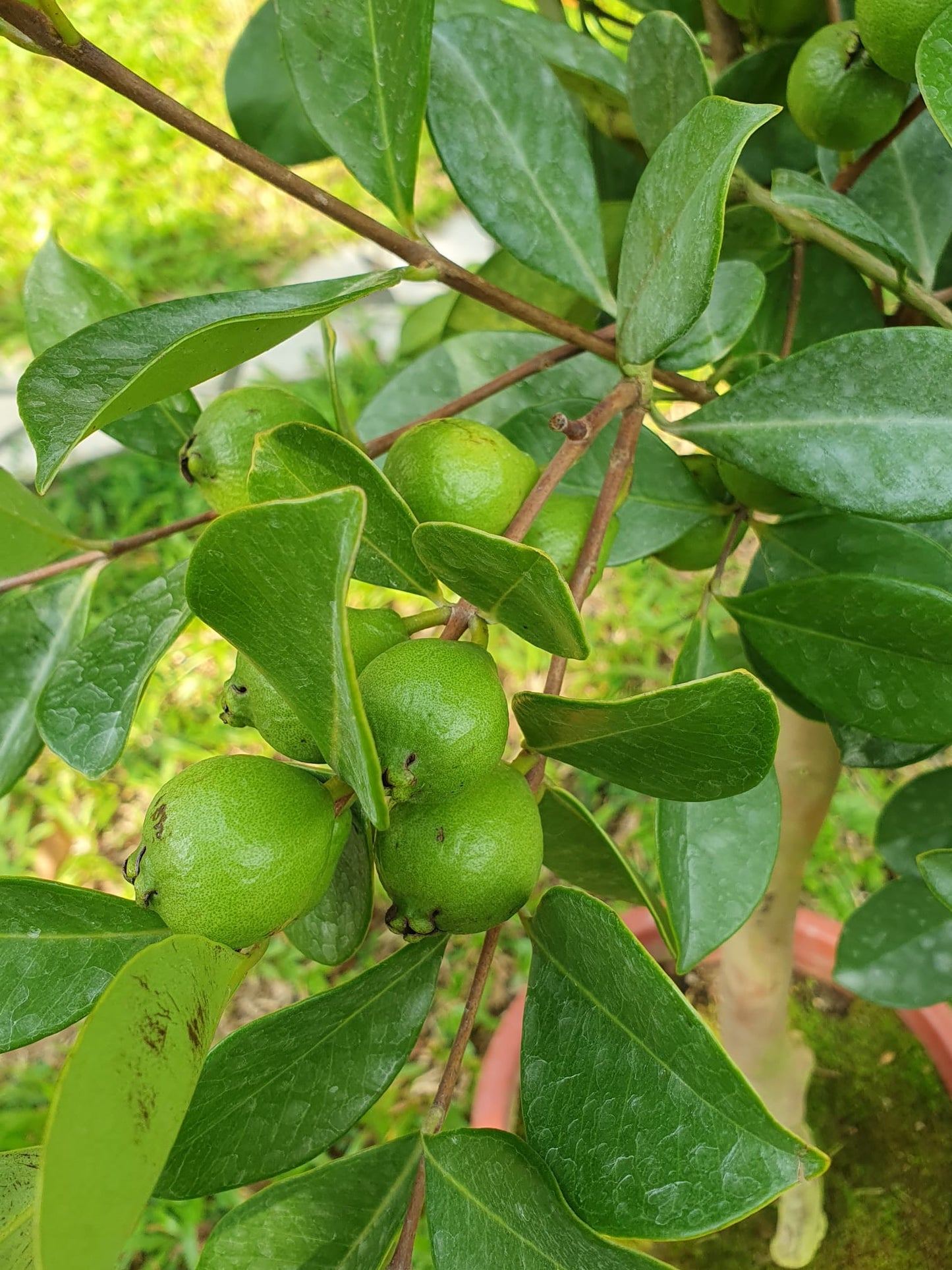 Cherry/Strawberry Guava