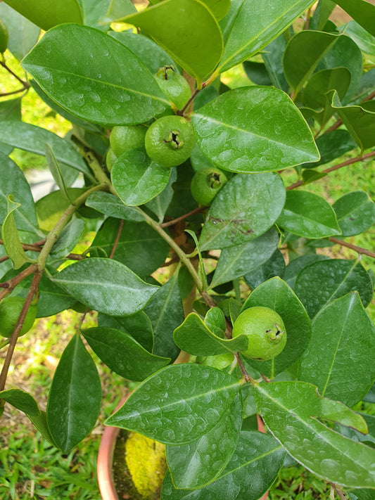 Cherry/Strawberry Guava