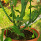 Ghost Pepper