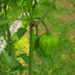 Ghost Pepper