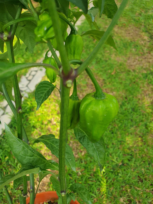 Ghost Pepper