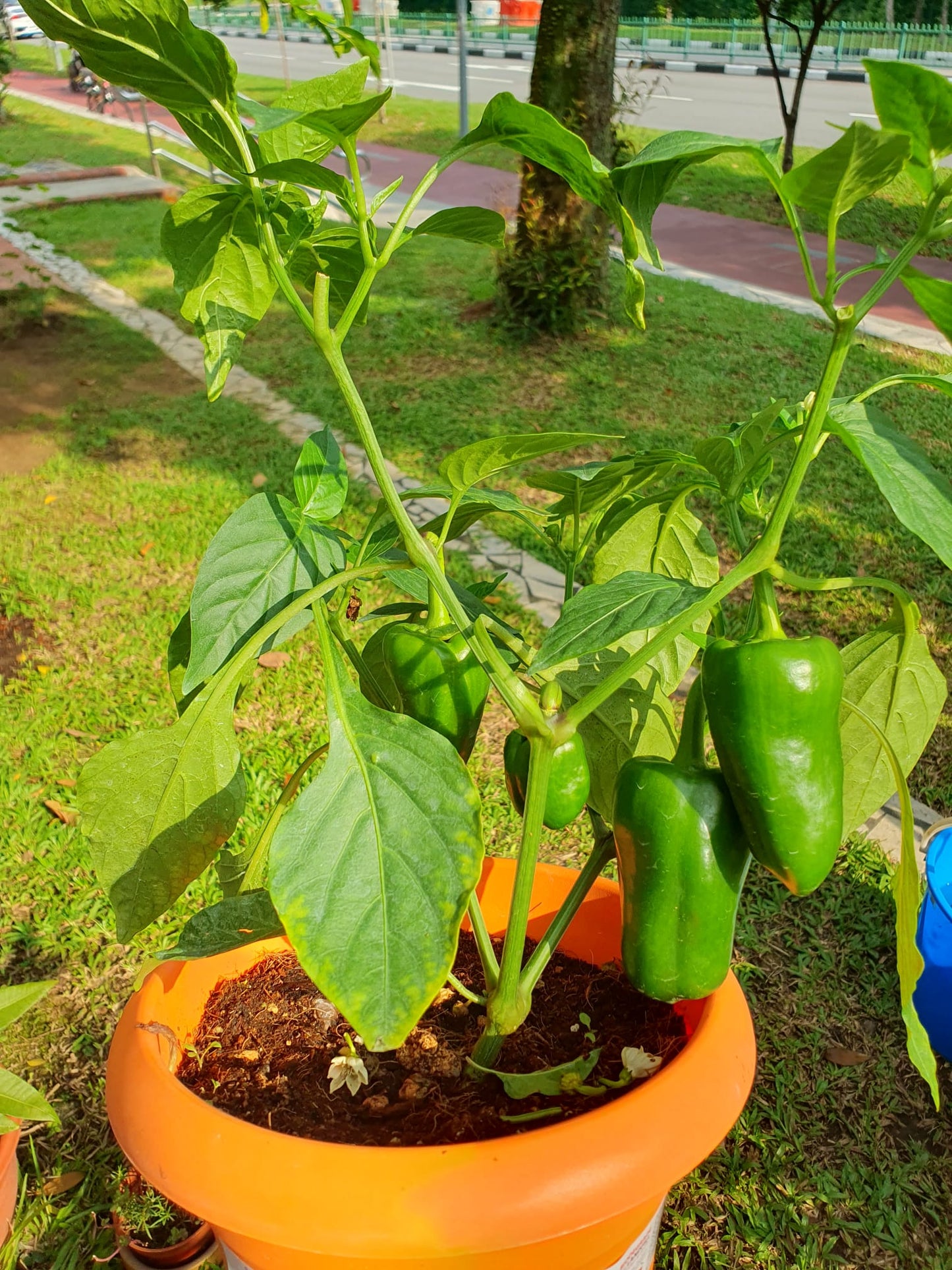 Bell Pepper/Capsicum