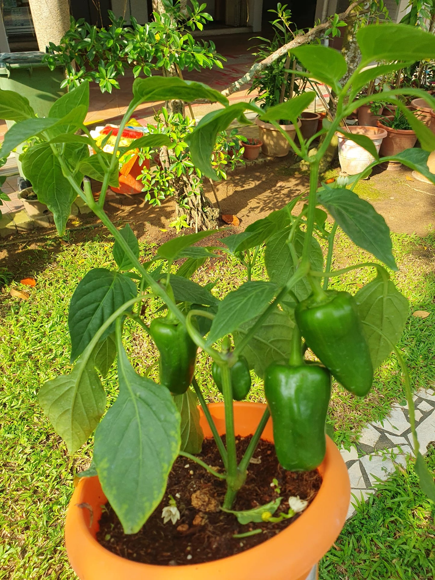 Bell Pepper/Capsicum