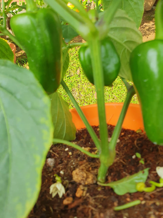 Bell Pepper/Capsicum