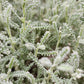 Satolina Lavender