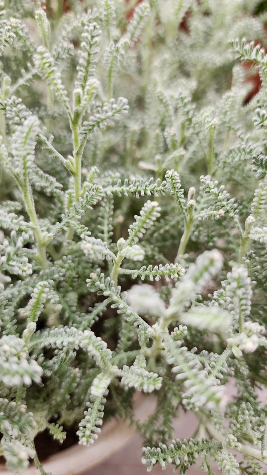 Satolina Lavender