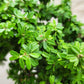 Desmodium (Linh Sam)