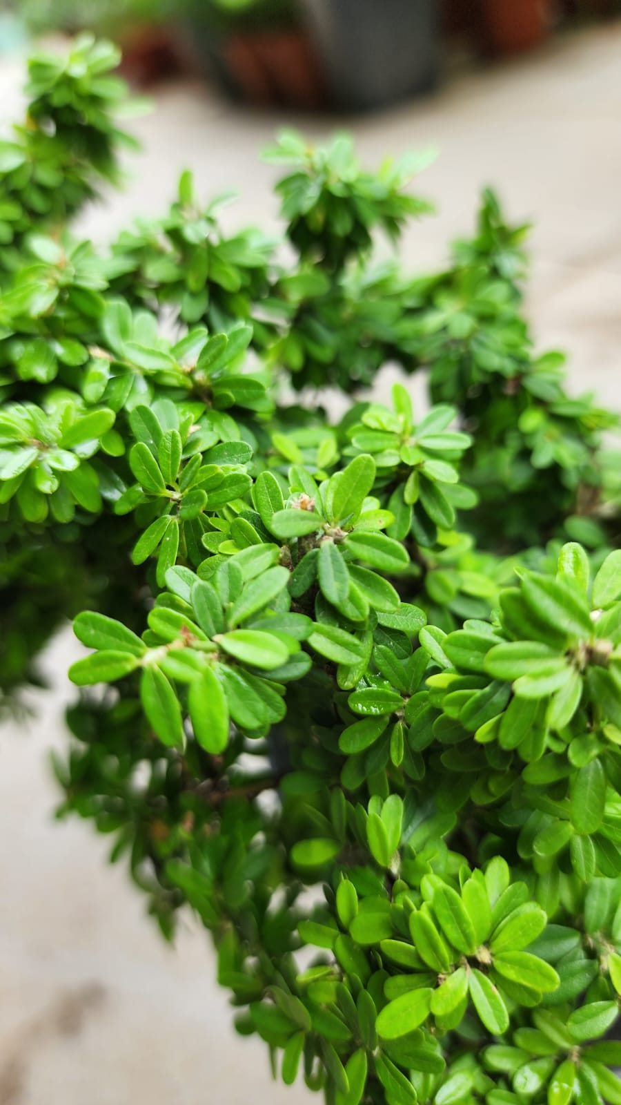 Desmodium (Linh Sam)
