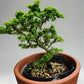 Desmodium (Linh Sam)