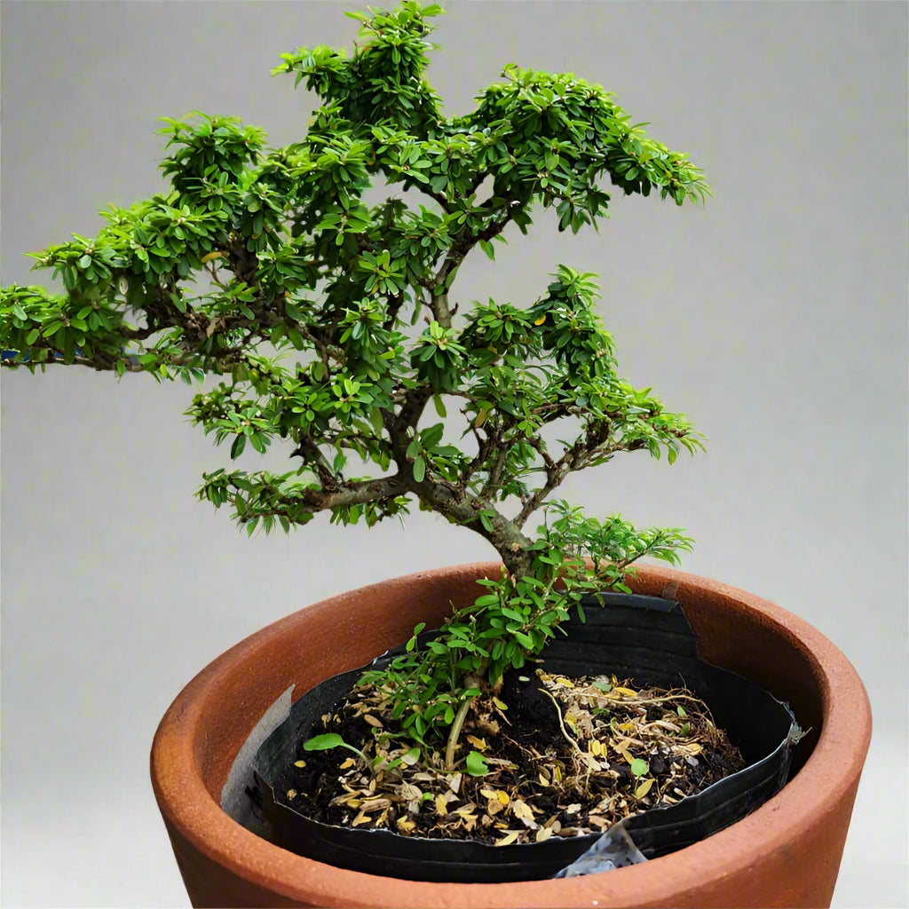 Desmodium (Linh Sam)