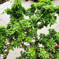 Desmodium (Linh Sam)