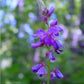 Desmodium (Linh Sam)