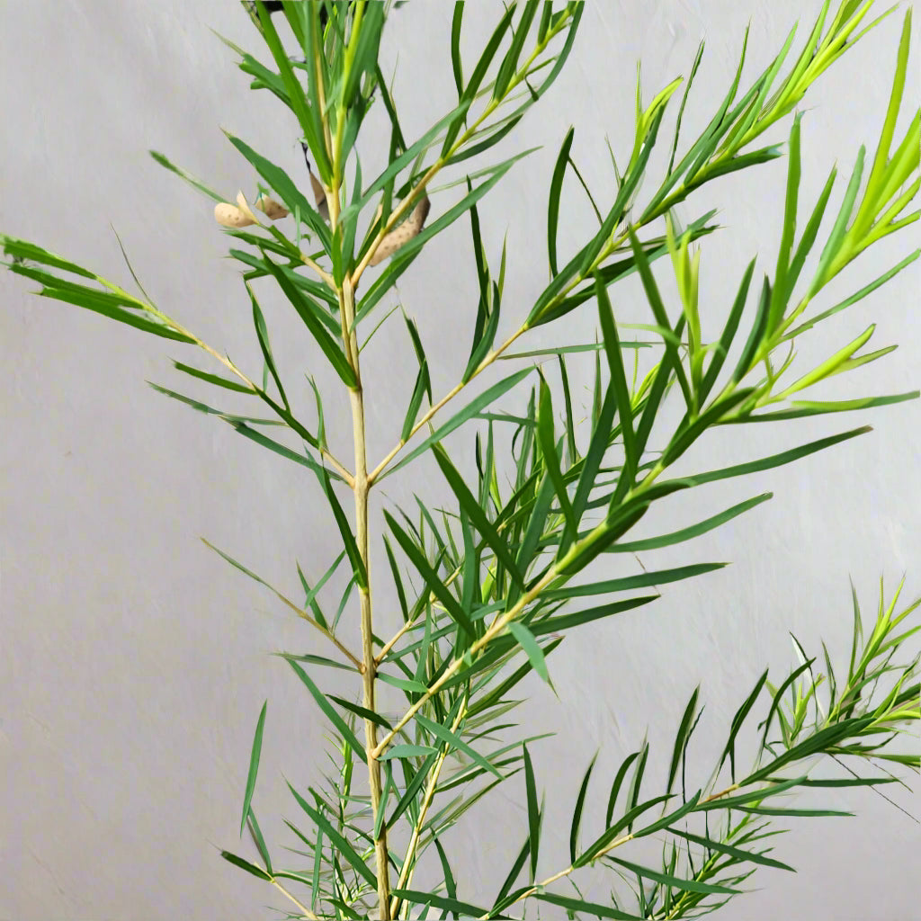 Tea Tree
