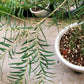 Tea Tree