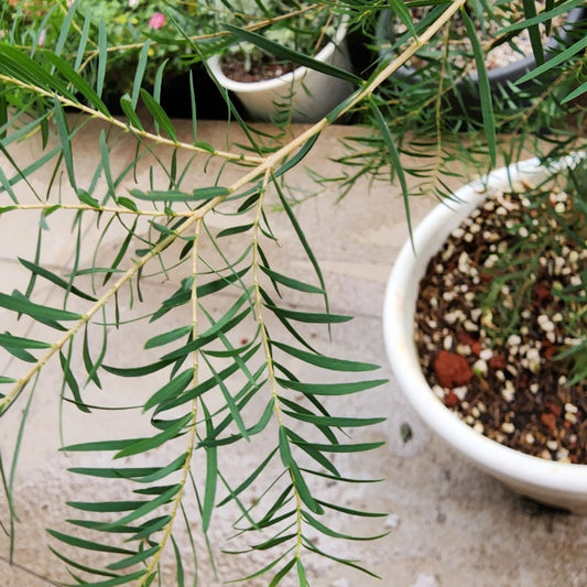 Tea Tree