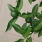 Taiwan Sweet Kumquat