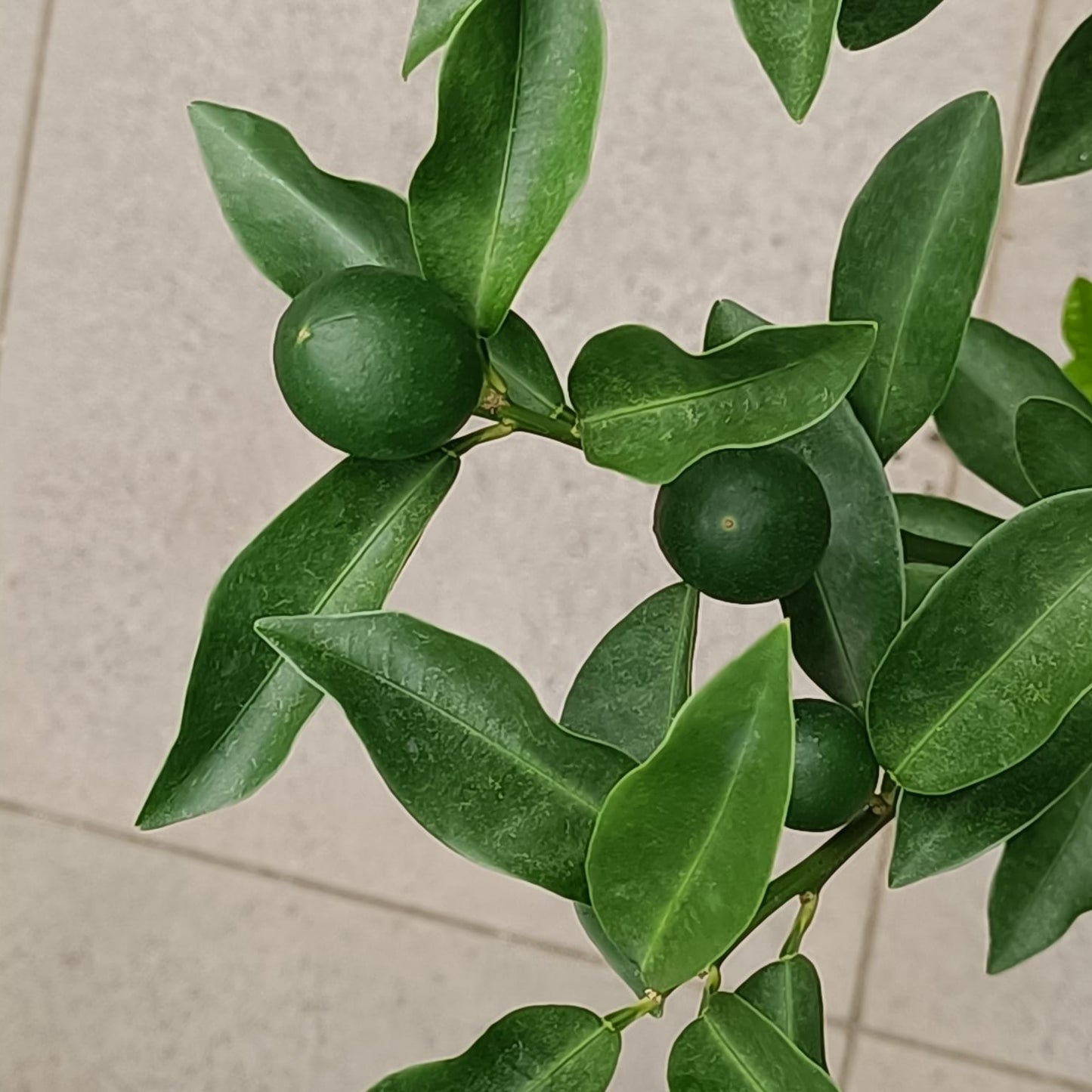 Taiwan Sweet Kumquat