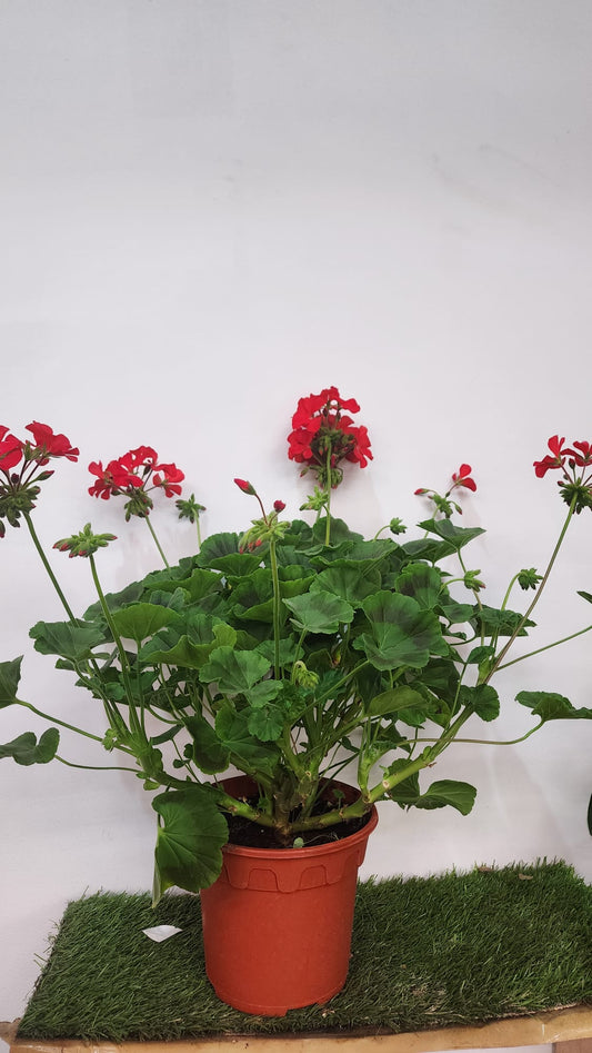 Gerarium Rose Multiple Colour Live Plants