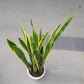 Snake Plant (07M-1.2M)