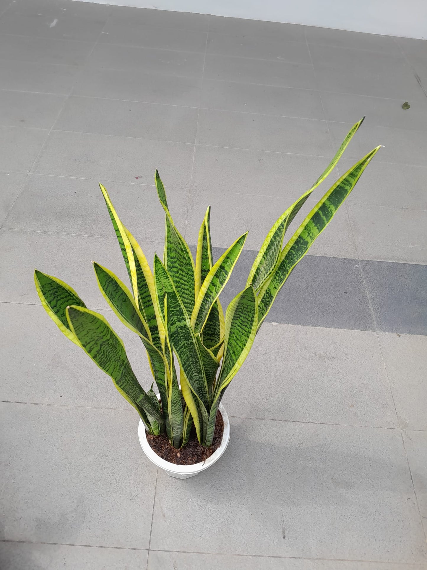 Snake Plant (07M-1.2M)