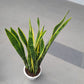 Snake Plant (07M-1.2M)
