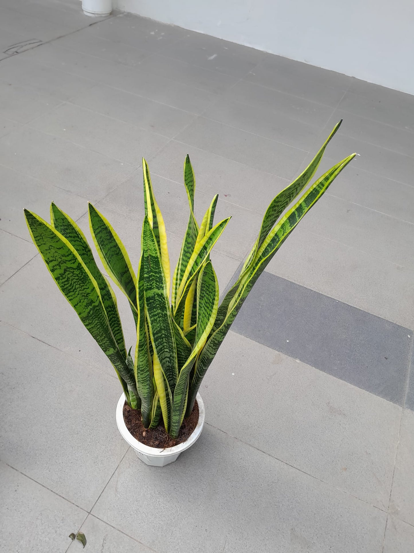Snake Plant (07M-1.2M)