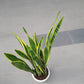 Snake Plant (07M-1.2M)