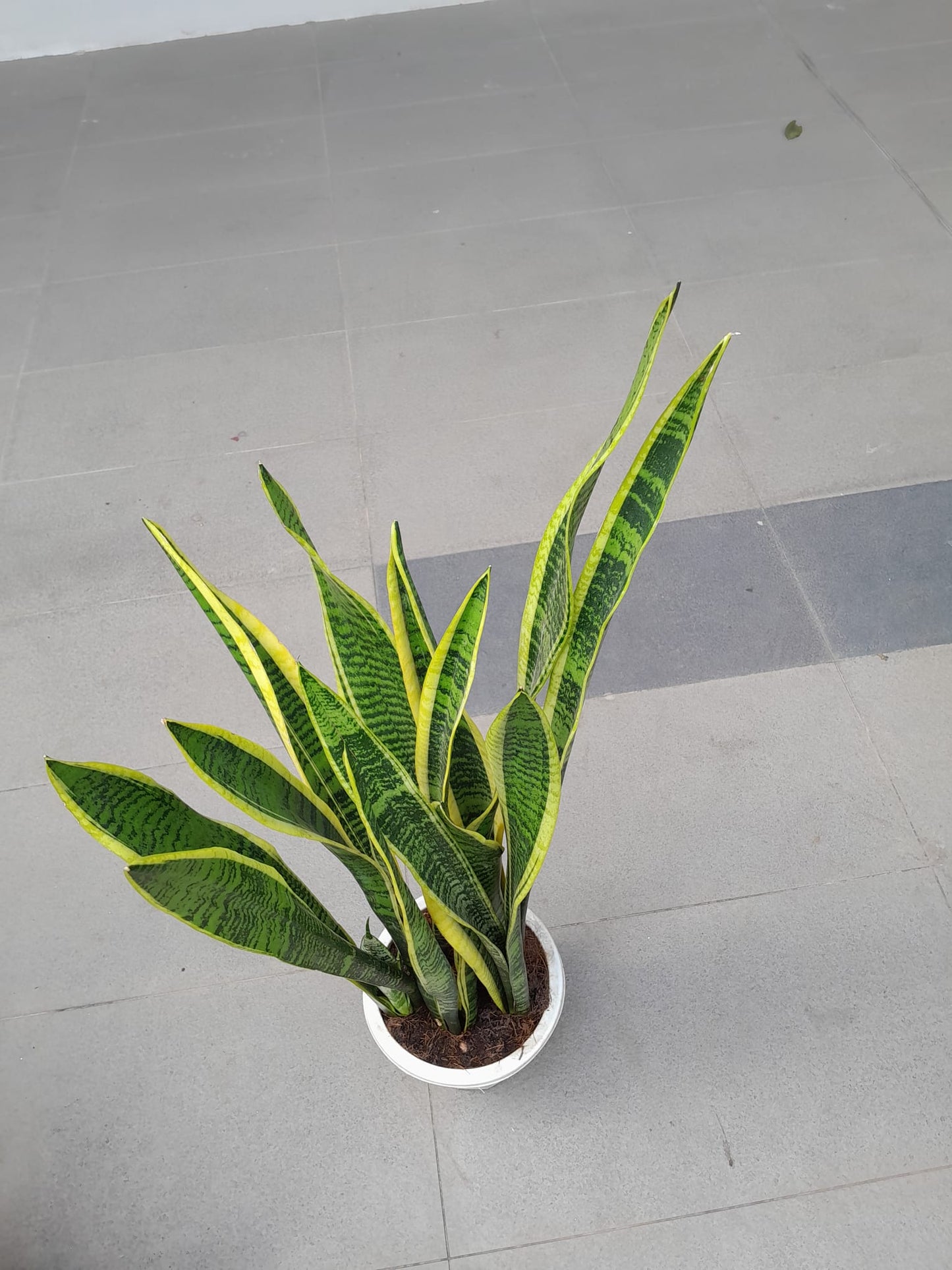 Snake Plant (07M-1.2M)