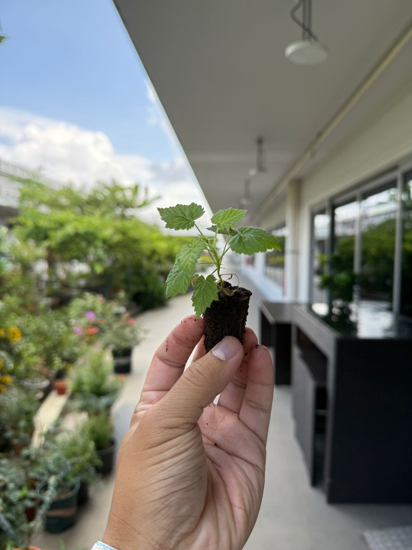 Tissue Cultured Raspberry seedling plant