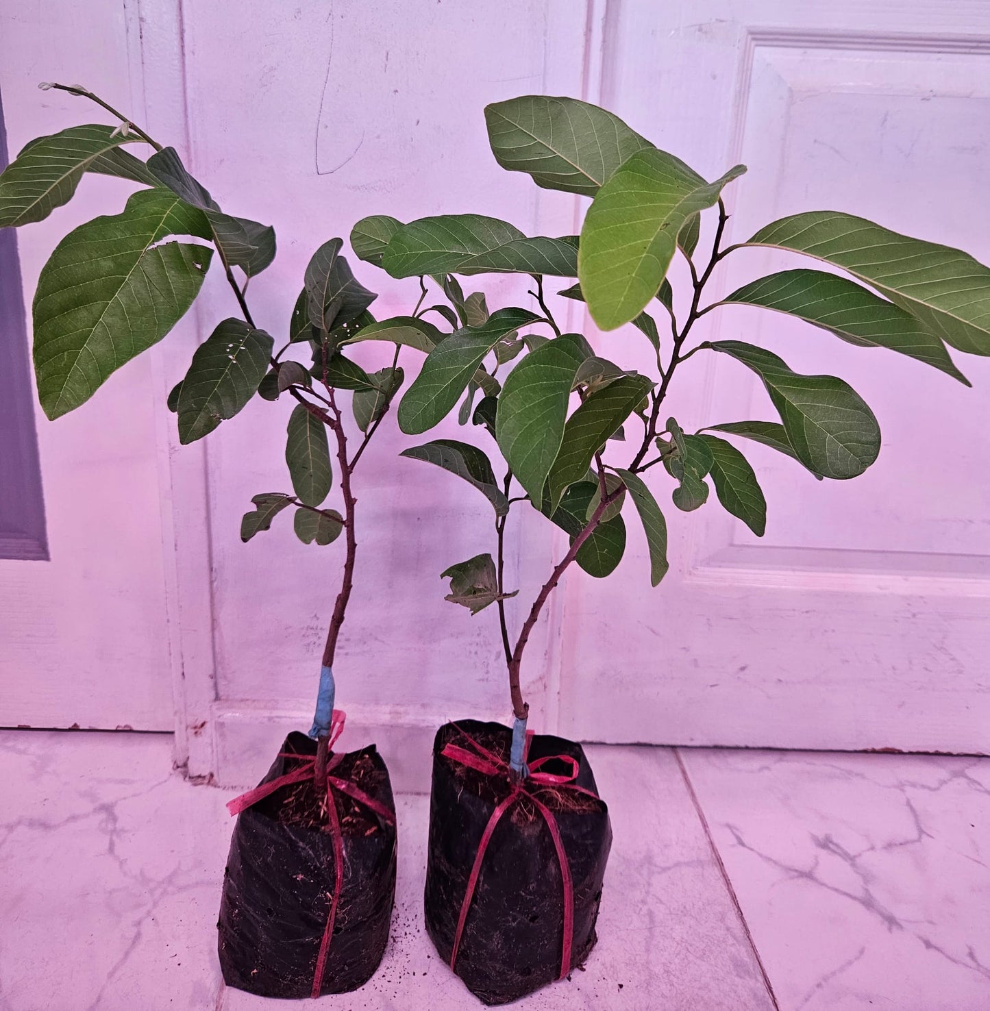 Custard Apple