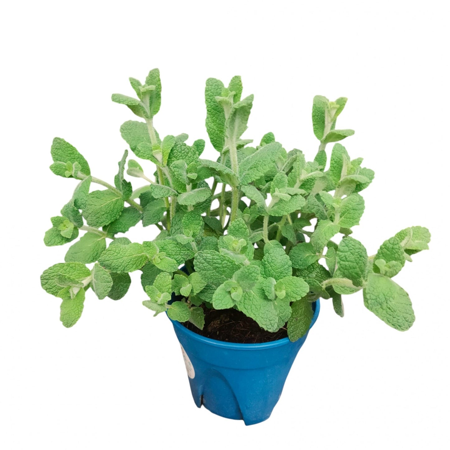 Apple Mint