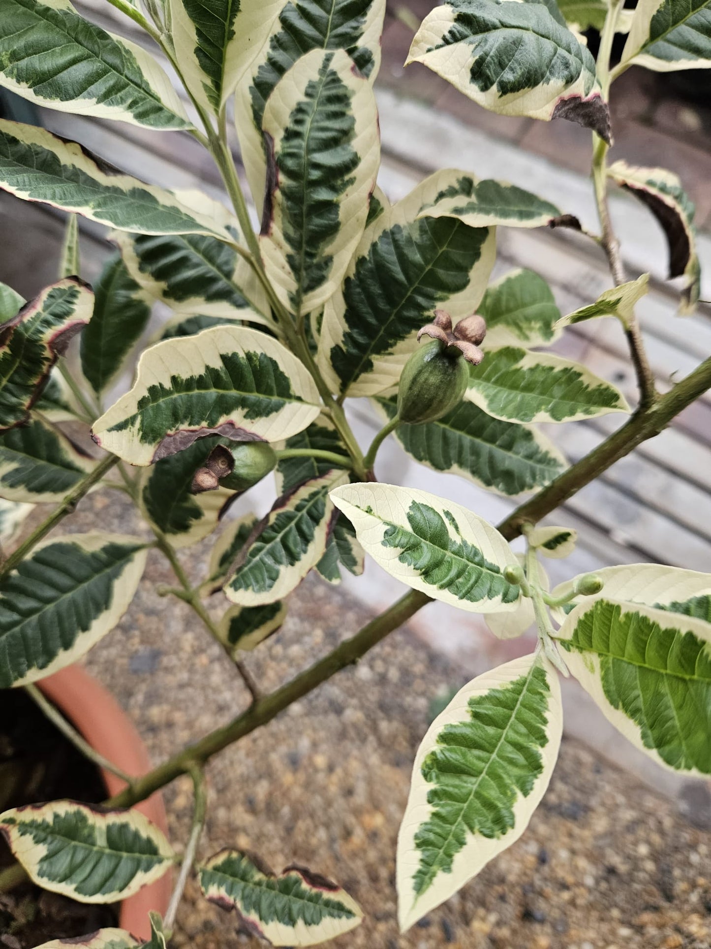 Variegated Pink Guava