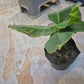 Banana tree