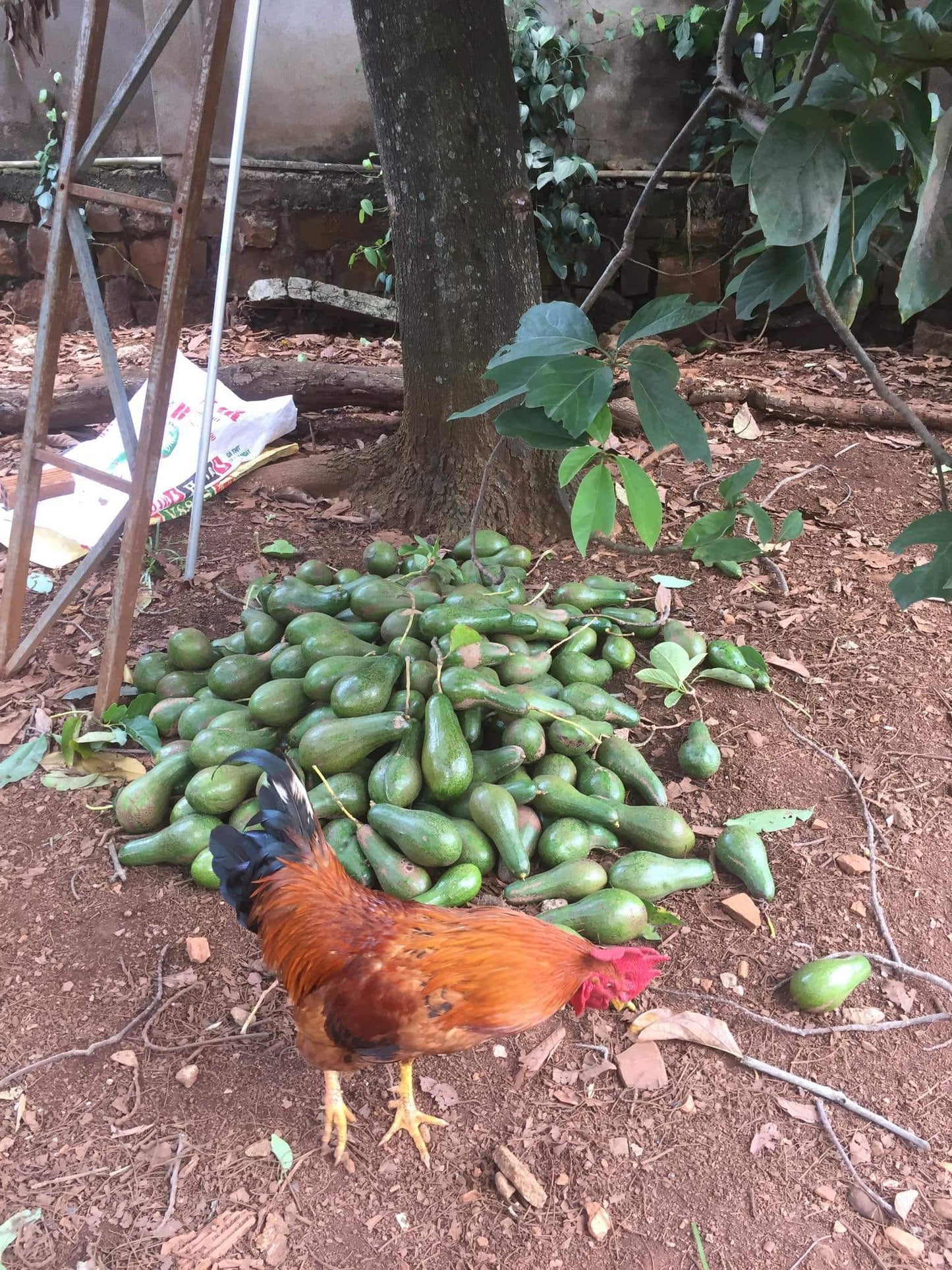 VN Long Creamy Avocado Plant