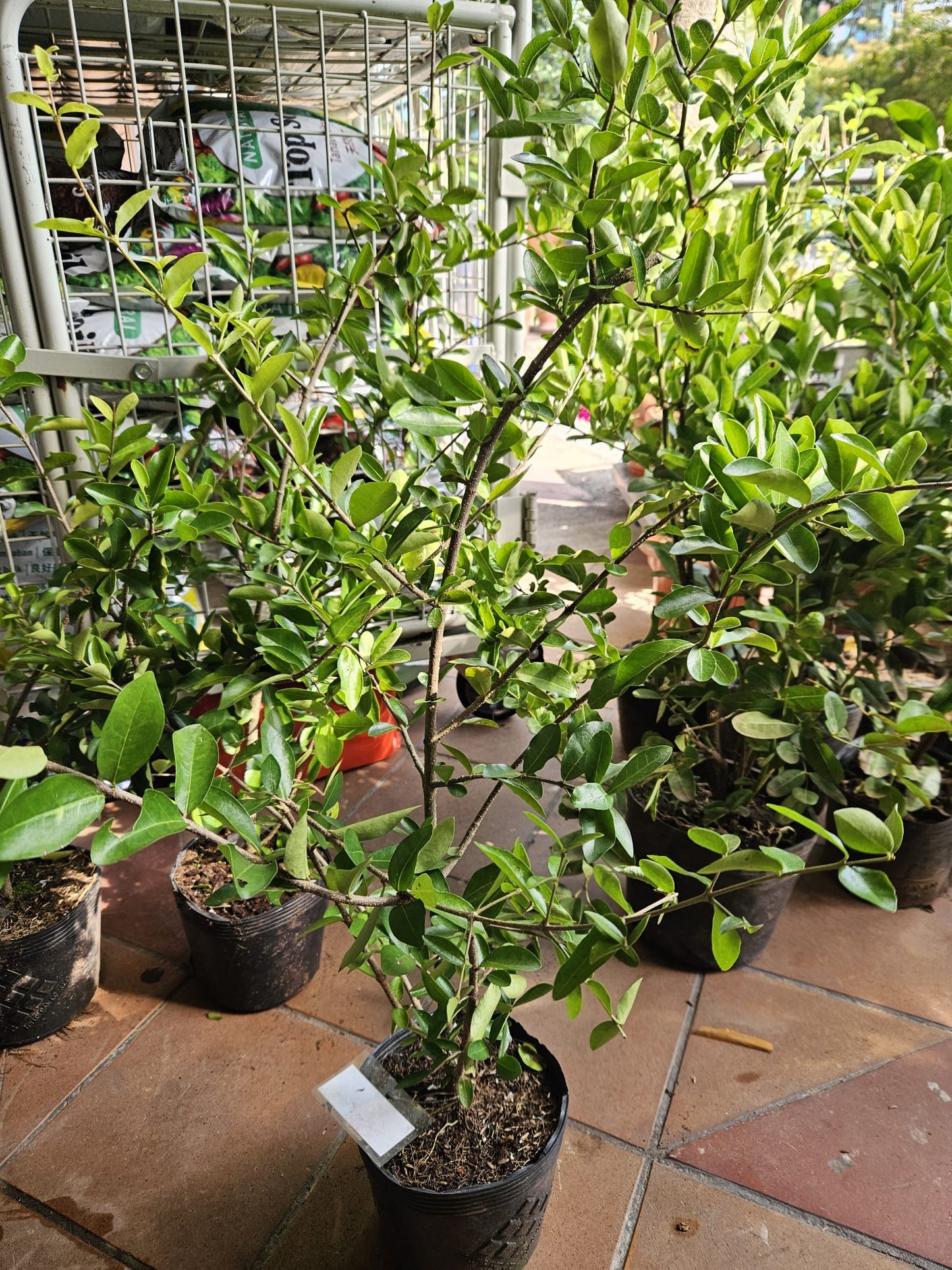 Barbados Cherry