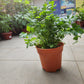 Italian Parsley