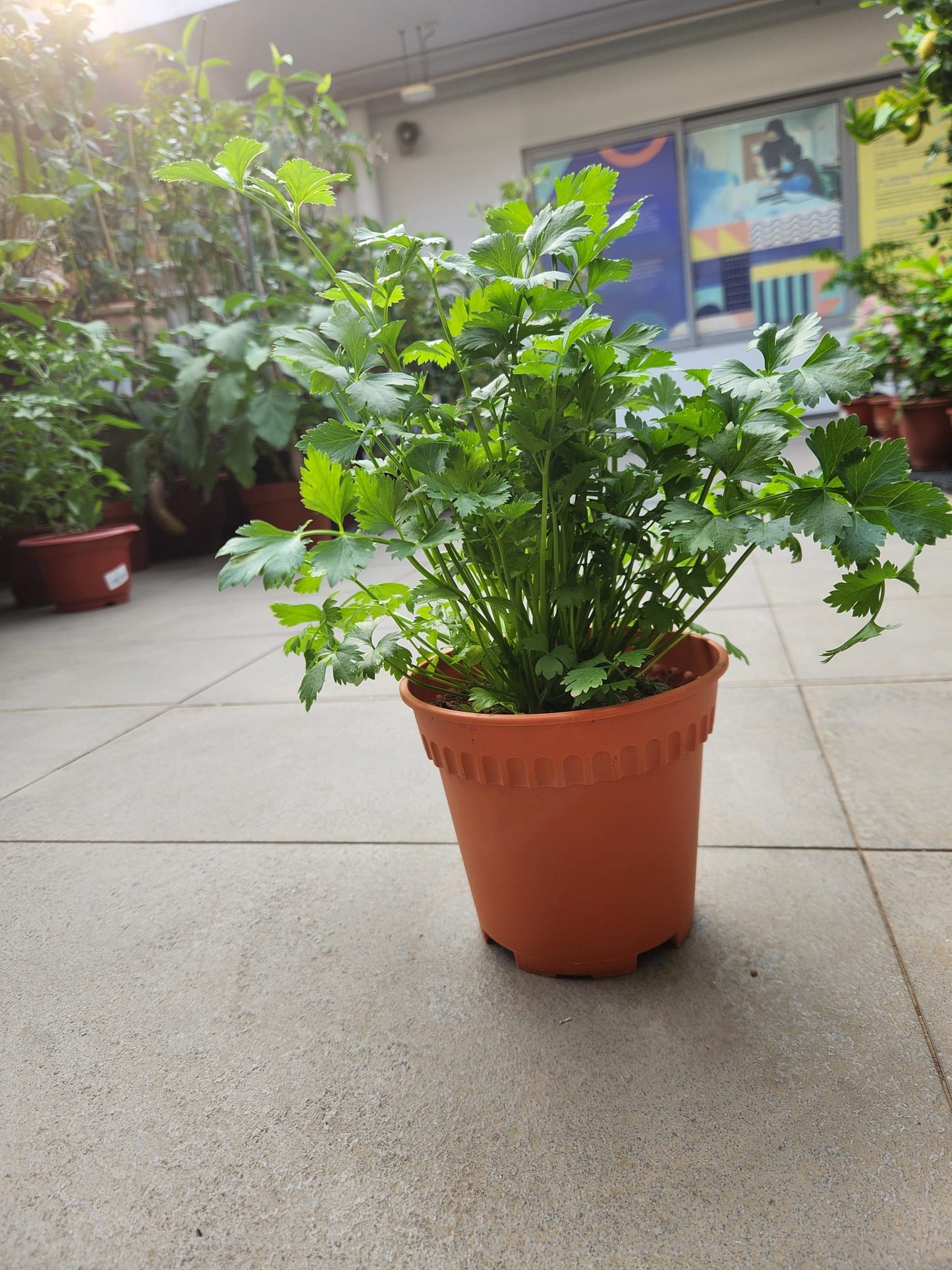 Italian Parsley